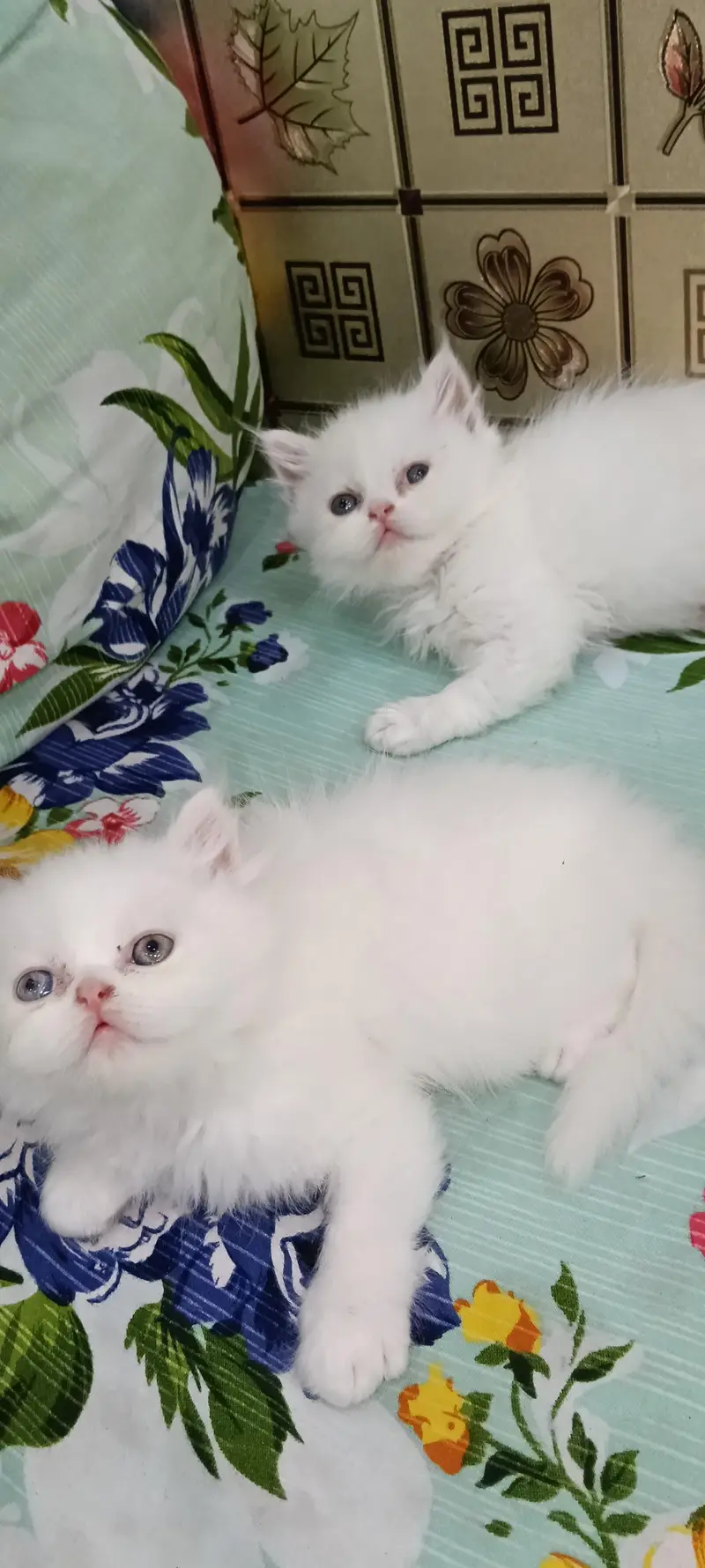 Persian Triple Cot Kitten's — photo 3