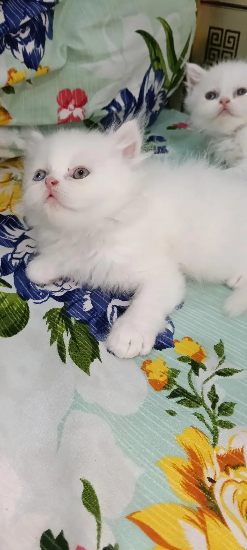 Persian Triple Cot Kitten's — photo 4