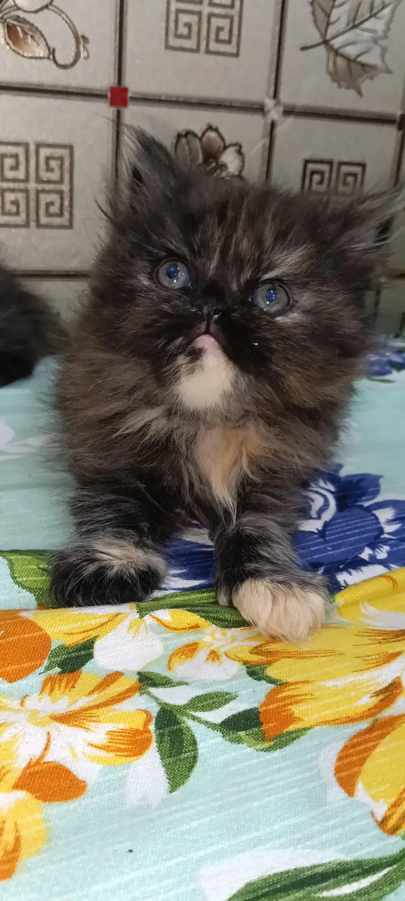 Persian Triple Cot Kitten's — photo 5