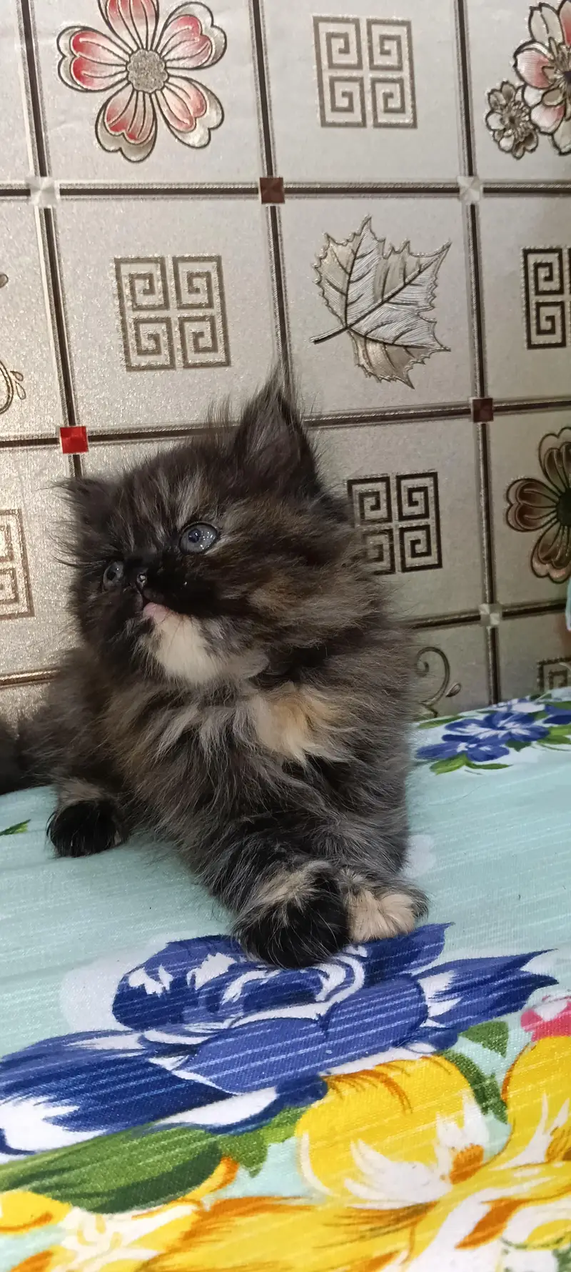Persian Triple Cot Kitten's — photo 6