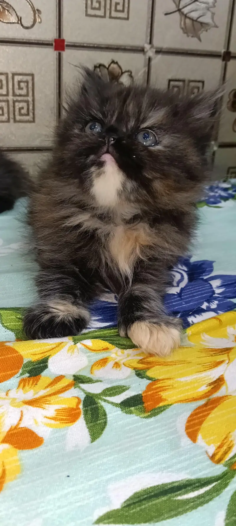 Persian Triple Cot Kitten's — photo 7