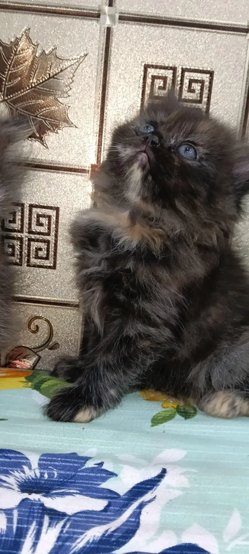 Persian Triple Cot Kitten's — photo 8