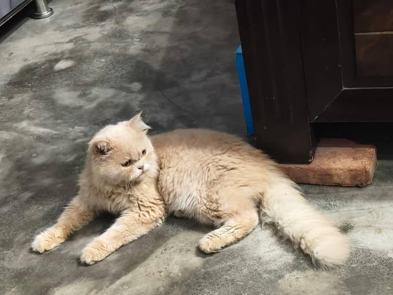 Persian cat 0