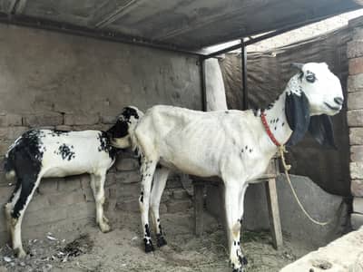 Bakri or Sath ik path for sale