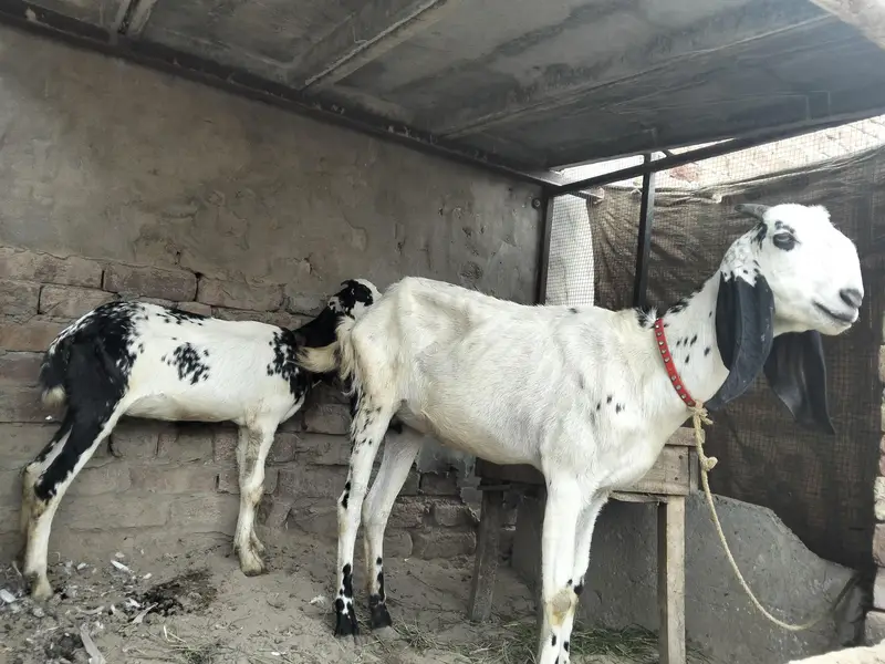 Bakri or Sath ik path for sale — photo 2