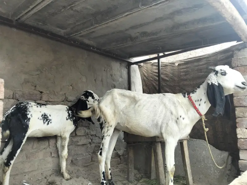 Bakri or Sath ik path for sale — photo 3