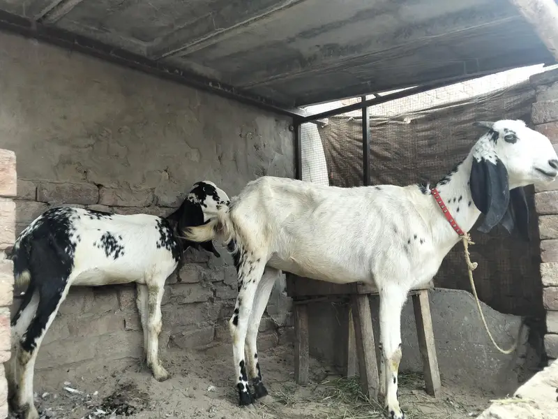 Bakri or Sath ik path for sale — photo 4