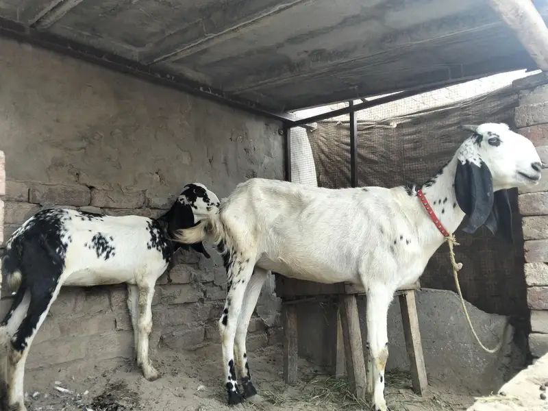 Bakri or Sath ik path for sale — photo 5