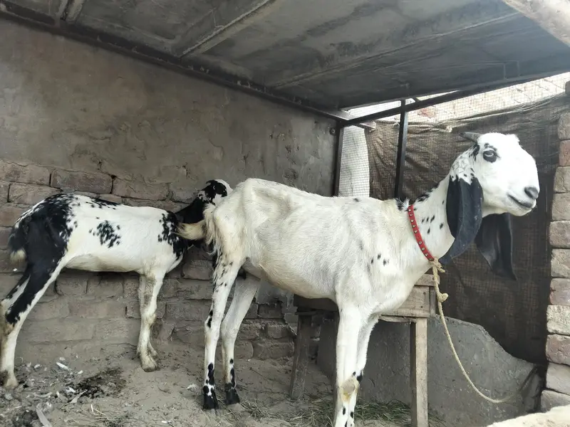 Bakri or Sath ik path for sale — photo 6