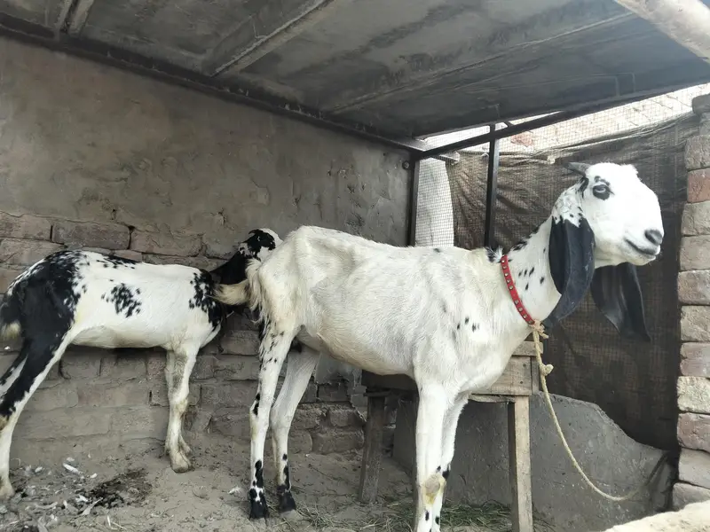 Bakri or Sath ik path for sale — photo 7