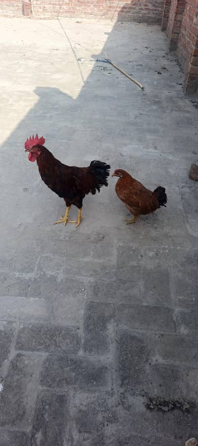 Aseel murga and murgi