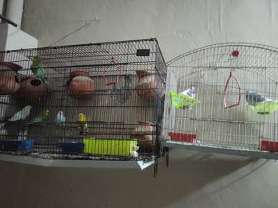 healthy parrot 4breader pair ar ak china dove 1pair