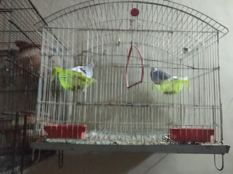 healthy parrot 4breader pair ar ak china dove 1pair — photo 2