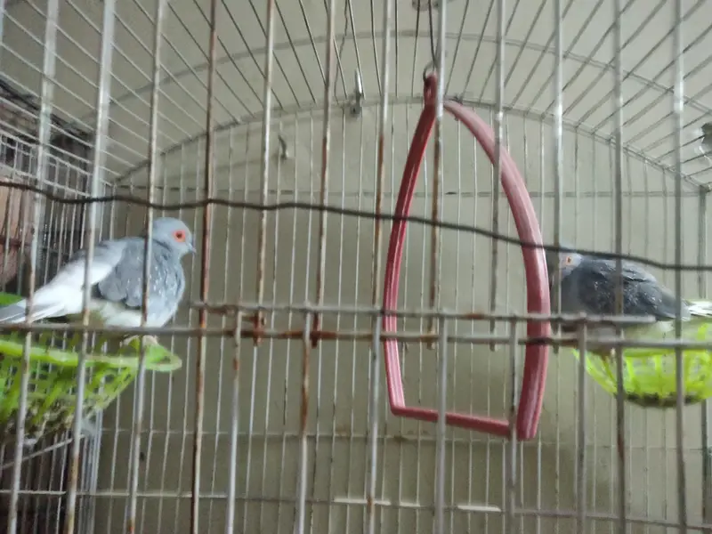 healthy parrot 4breader pair ar ak china dove 1pair — photo 3