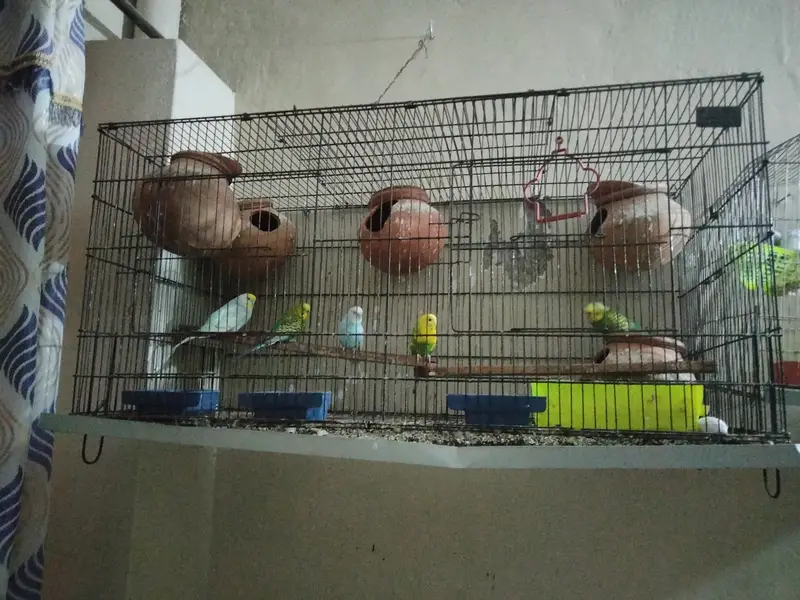 healthy parrot 4breader pair ar ak china dove 1pair — photo 4