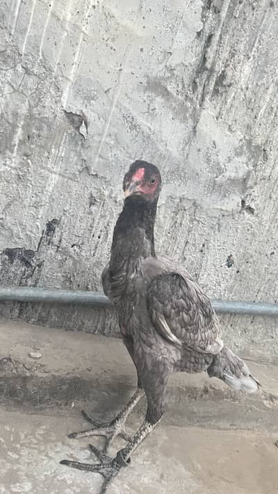 Aseel hen
