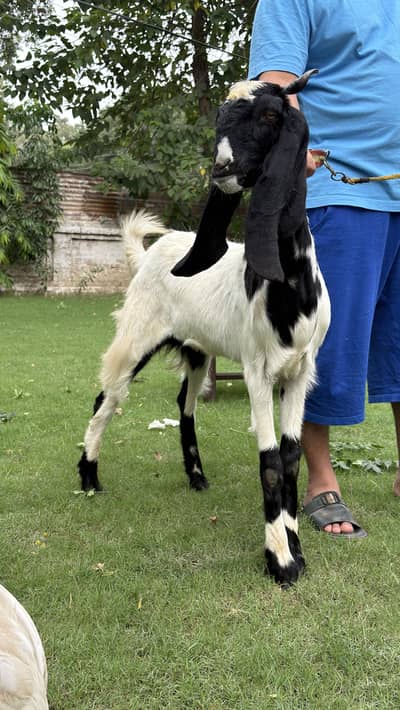Bakri for sale