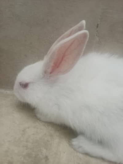 red eye rabbit pure white