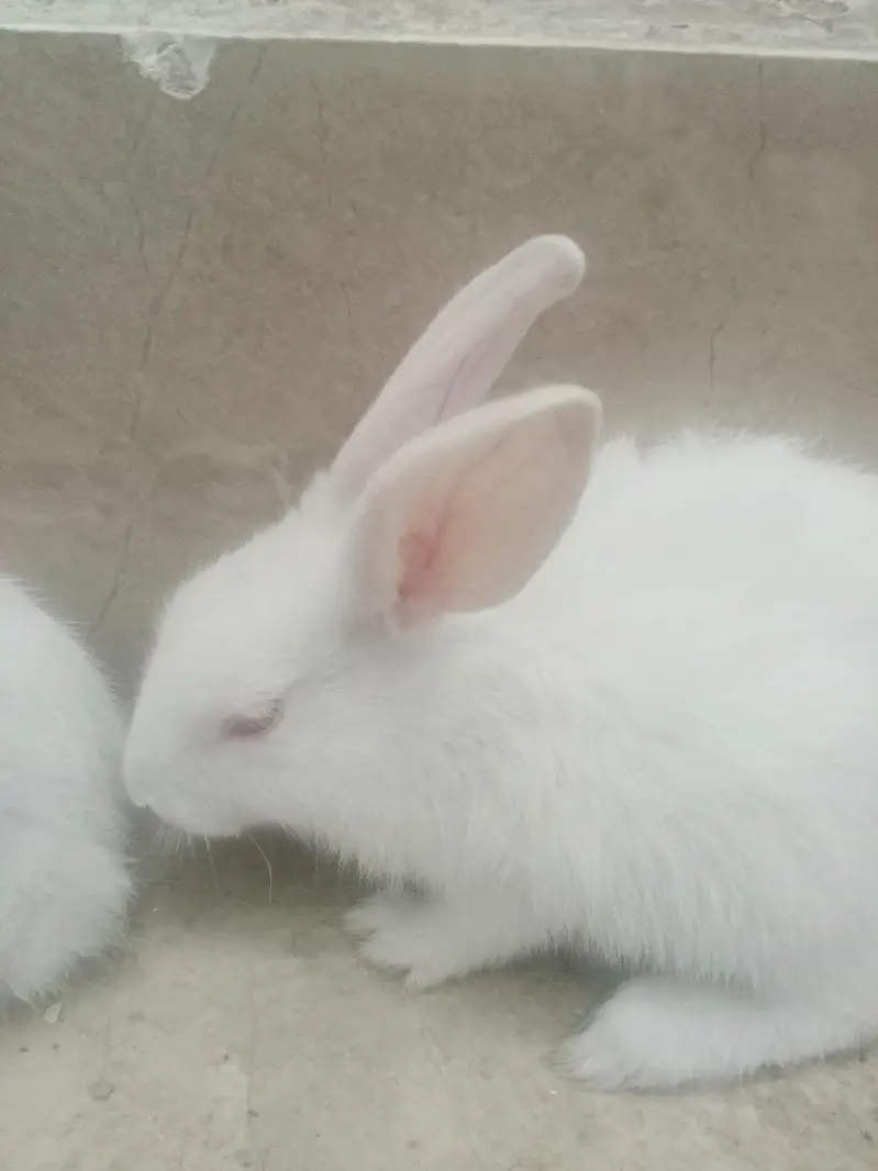 red eye rabbit pure white — photo 2