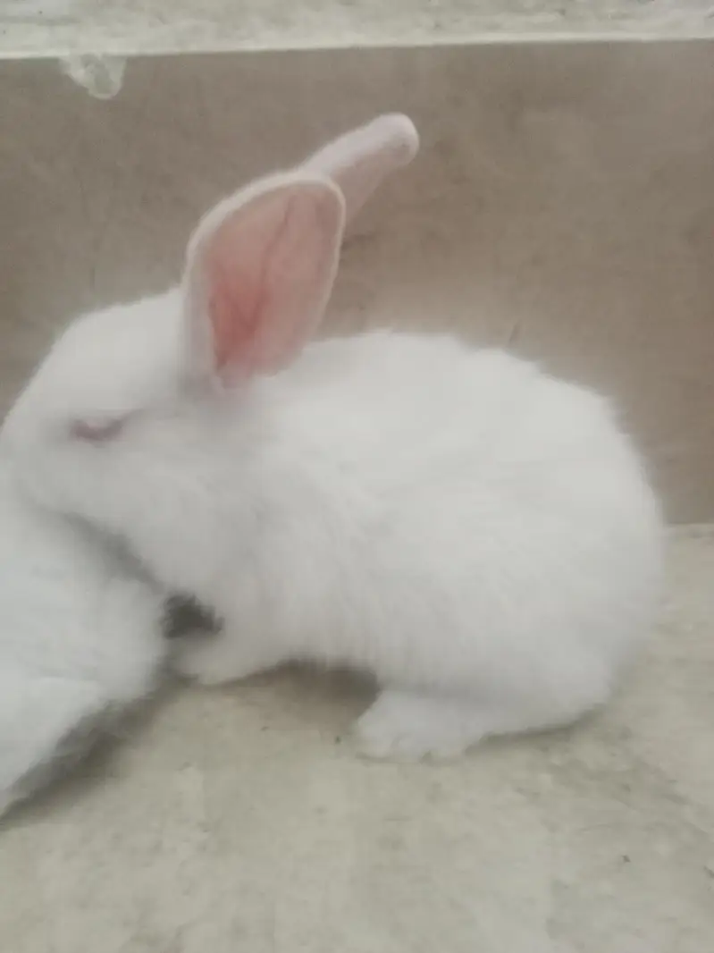 red eye rabbit pure white — photo 3