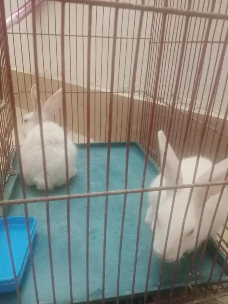 red eye rabbit pure white — photo 4