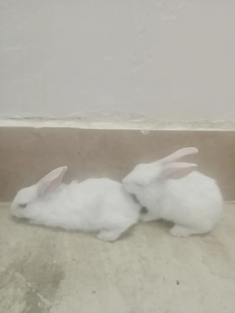 red eye rabbit pure white — photo 5