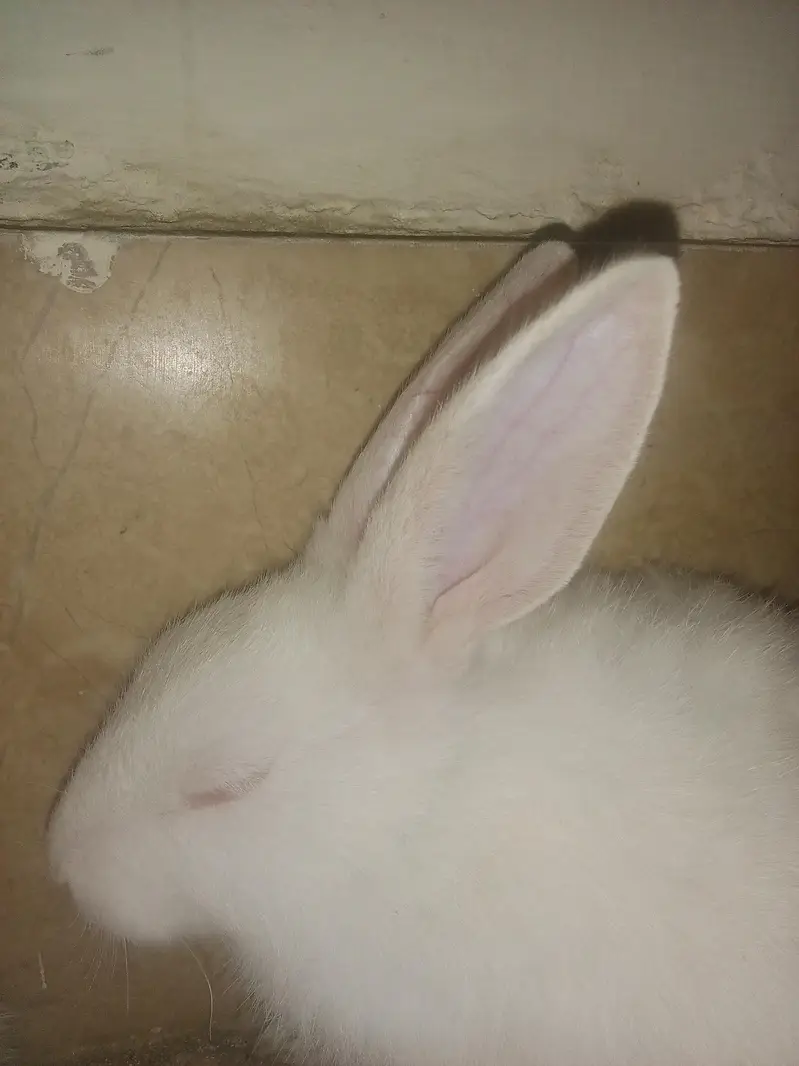 red eye rabbit pure white — photo 6