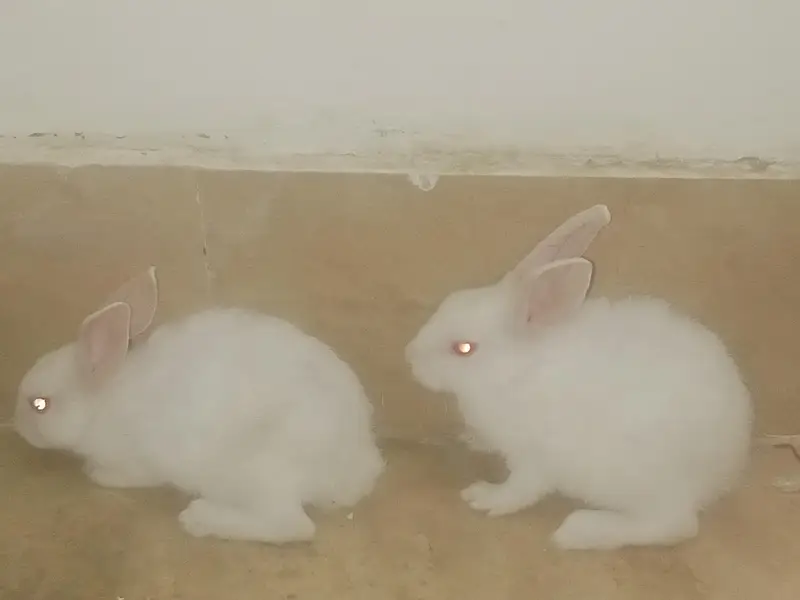 red eye rabbit pure white — photo 7