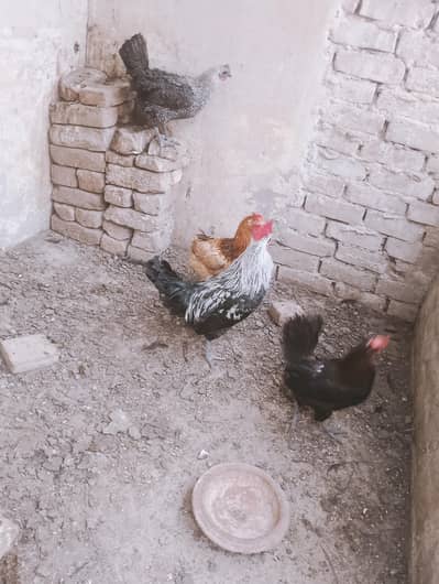 Desi hen