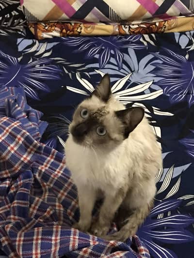 Gorgeous Siamese Cat