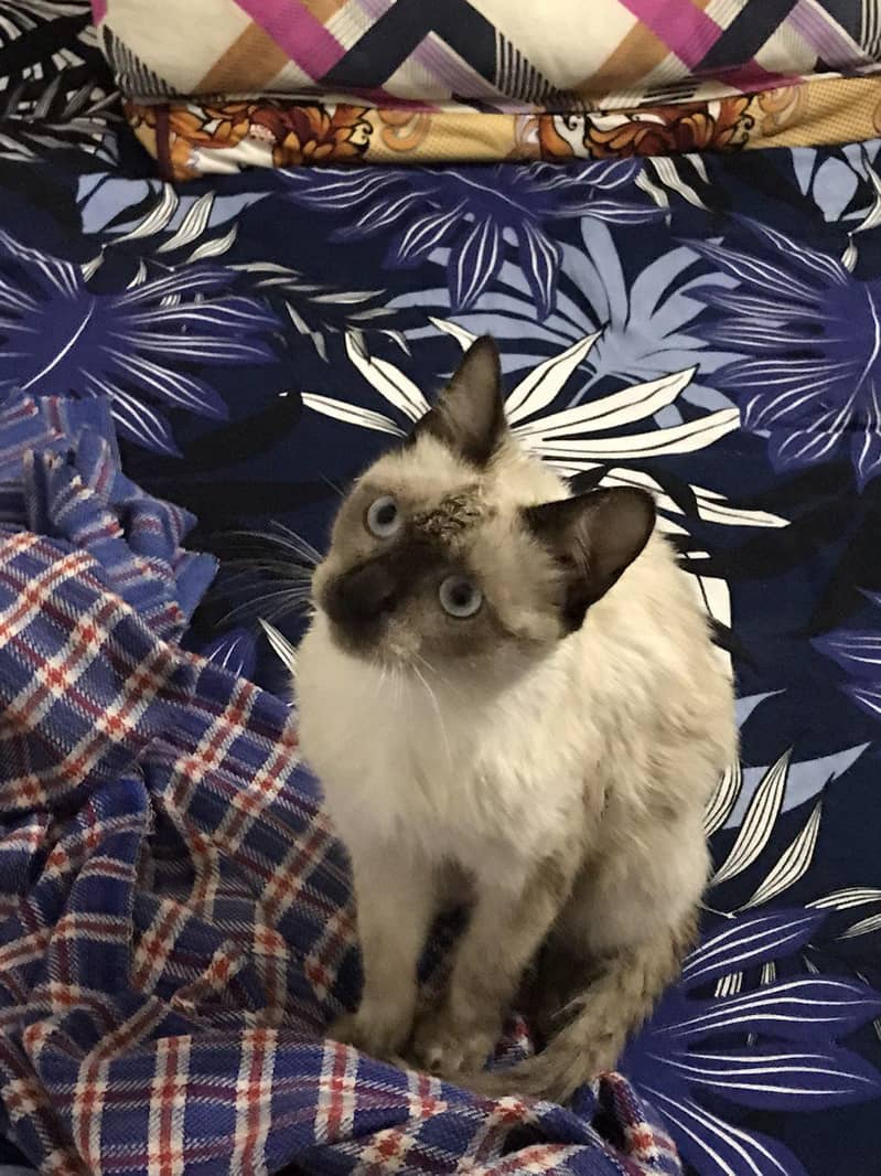 Gorgeous Siamese Cat 0