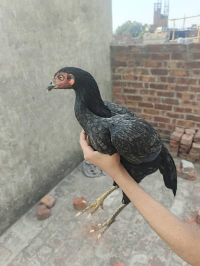 aseel pathi murgi madi