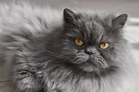 Persian cats male and female doll face