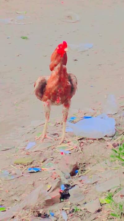 bohat achi breed hai