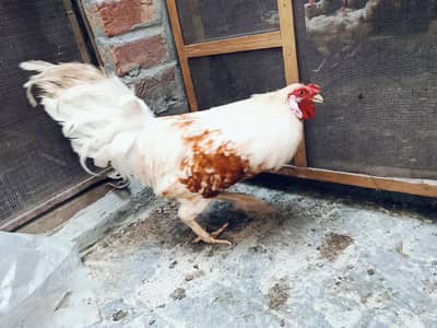 for sale