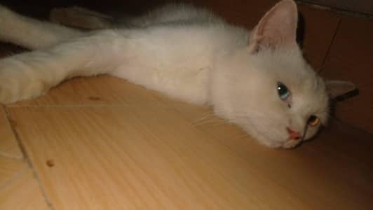 Persian cat for sell
