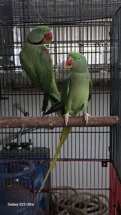 Alexander Breeder Pair Available For Sale