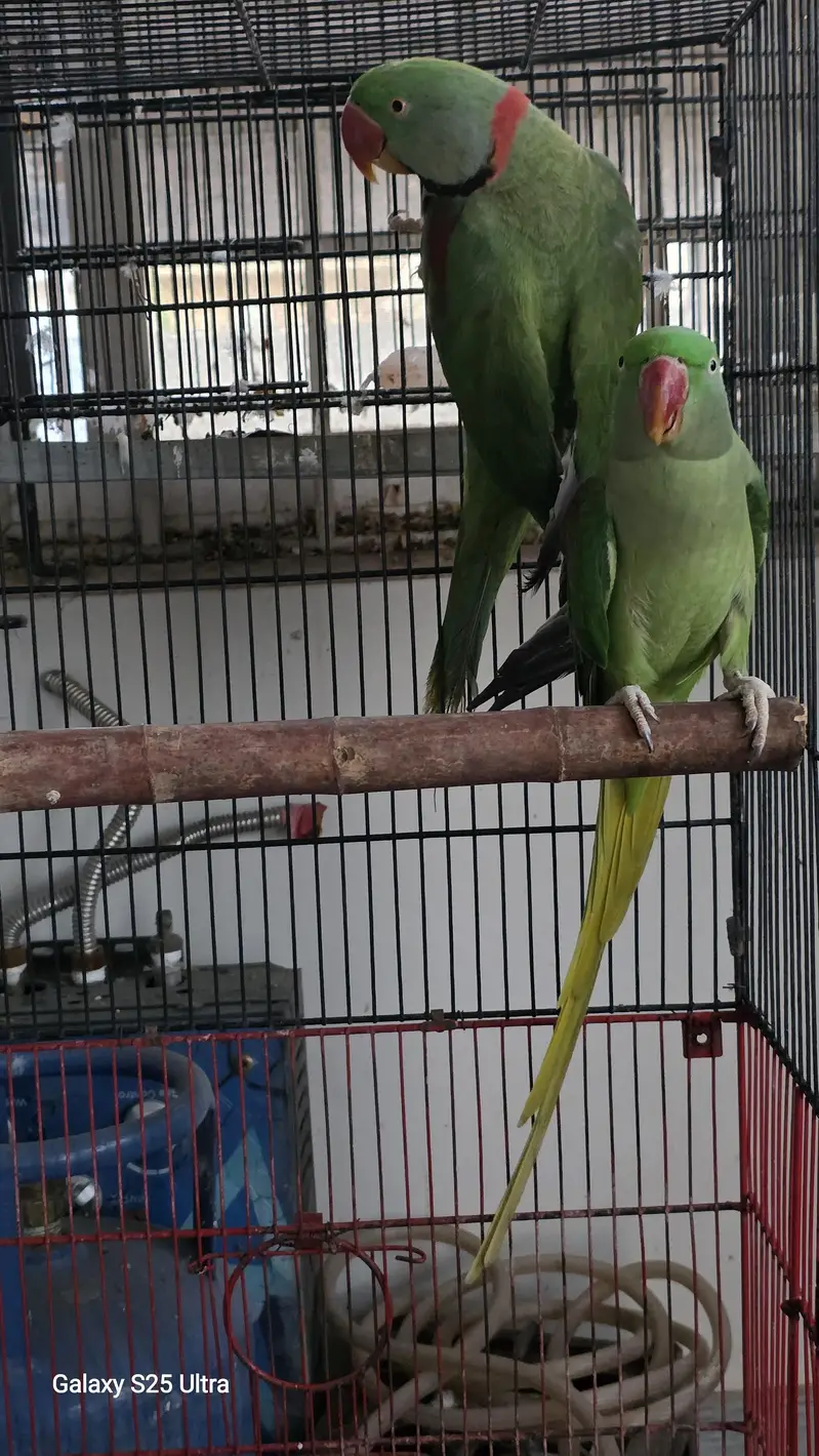 Alexander Breeder Pair Available For Sale — photo 2