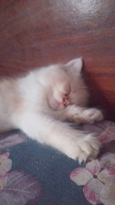 male kitten