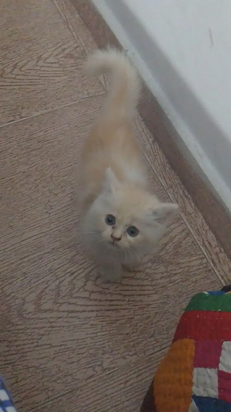 male kitten — photo 2