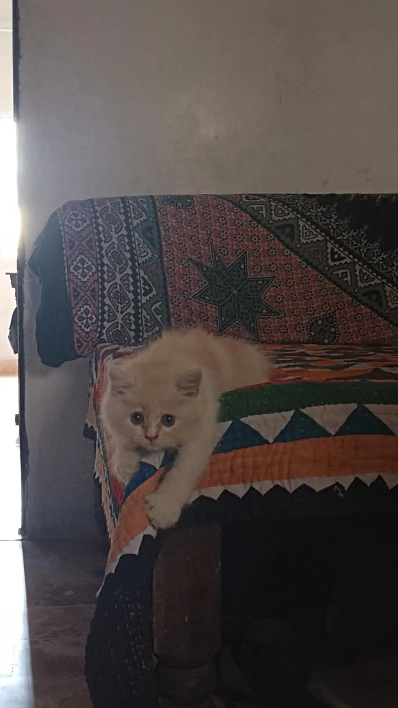 male kitten — photo 3