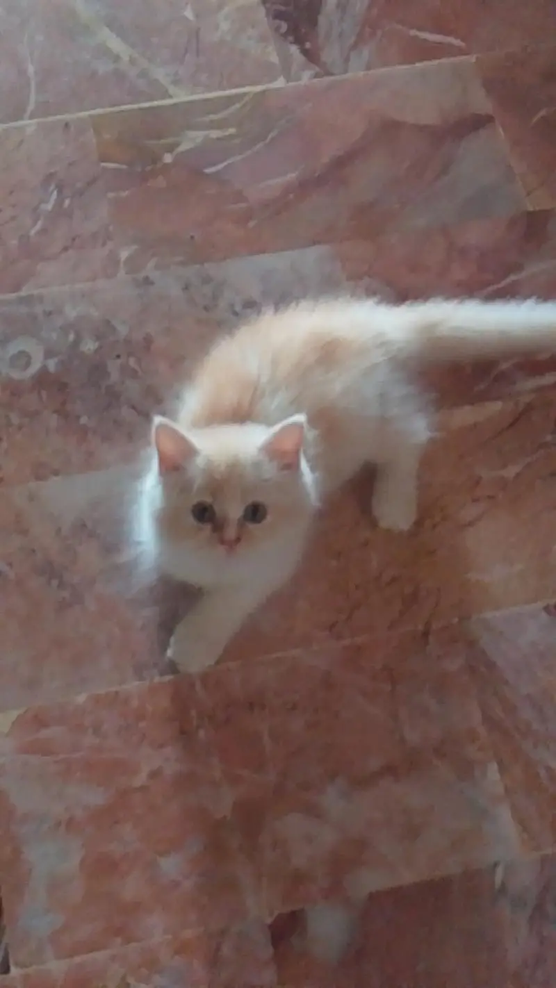 male kitten — photo 4