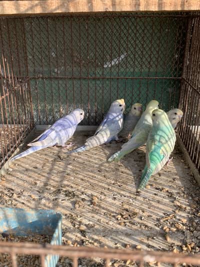 Rainbow budgies pathy for sale