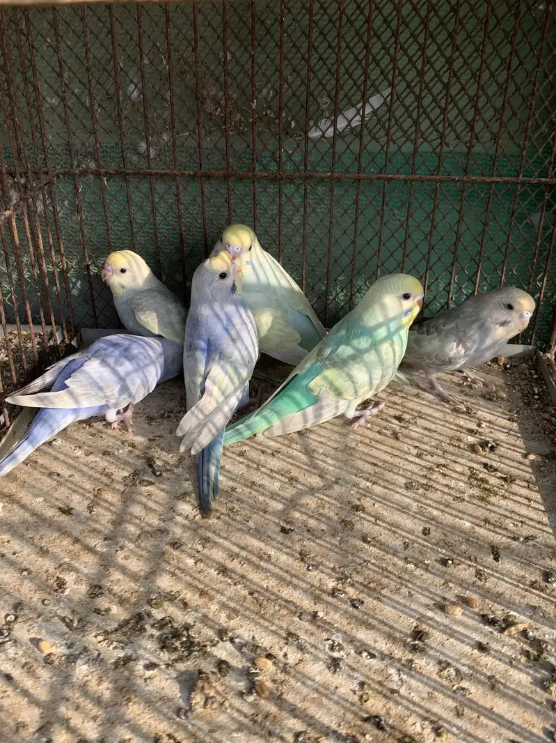 Rainbow budgies pathy for sale — photo 2