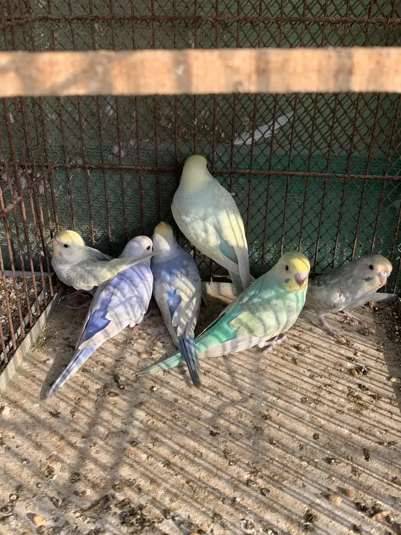 Rainbow budgies pathy for sale — photo 3