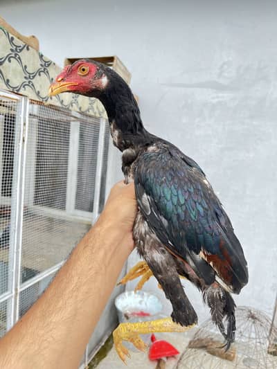 Lakha patha
