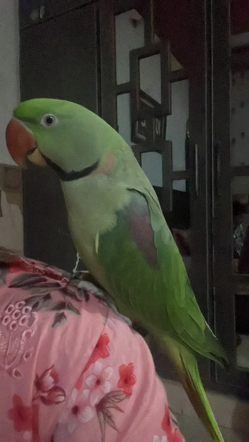 Please help me find dino — photo 2