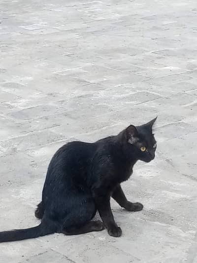 black Bombay cat partial green eyes