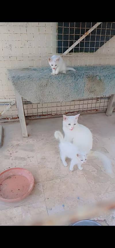 Pure White Persian Mama cat with 2 kittens Trained