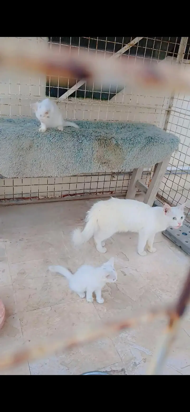 Pure White Persian Mama cat with 2 kittens Trained — photo 2